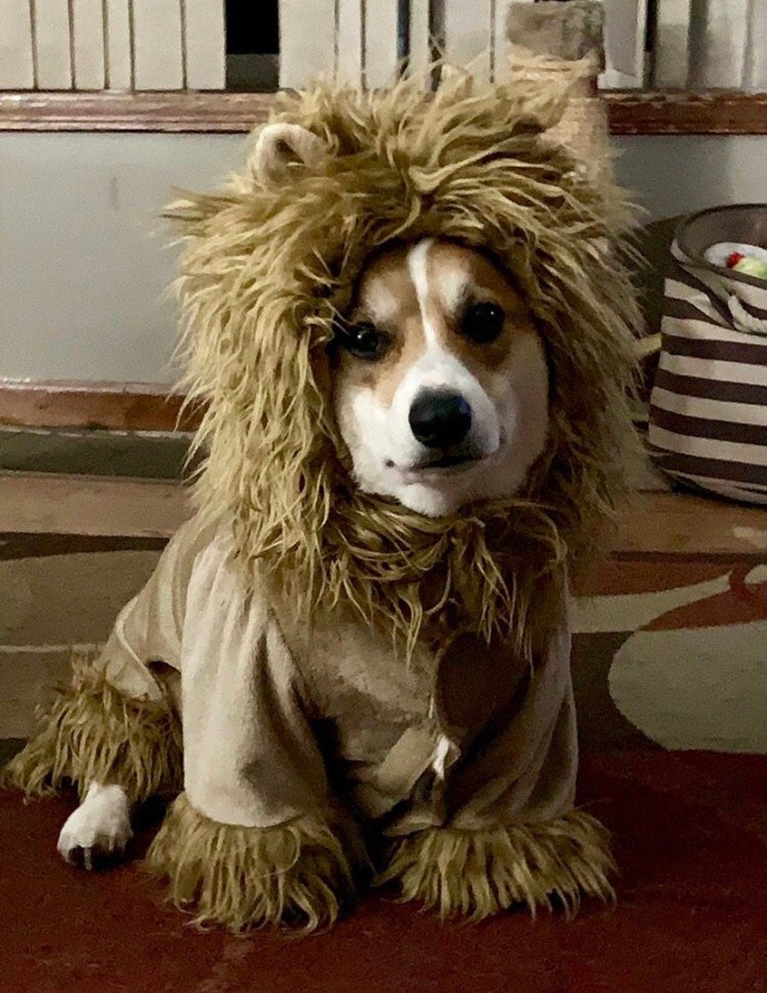 Full Body Lion Dog Costume up to Approximateky 18 Pounds - Etsy Full Body Lion Dog Costume up to Approximateky 18 Pounds - Etsy