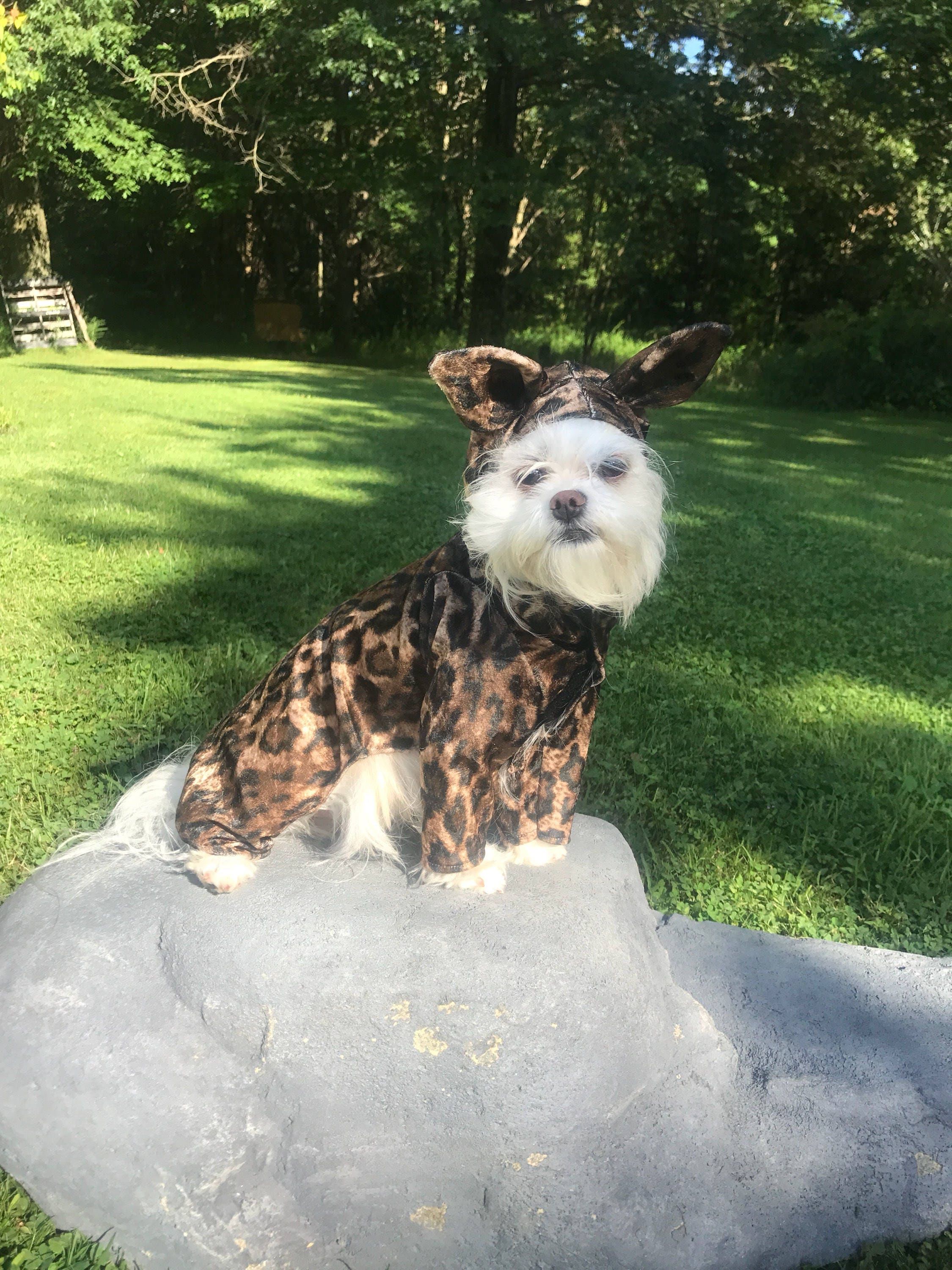 Dog top leopard costume