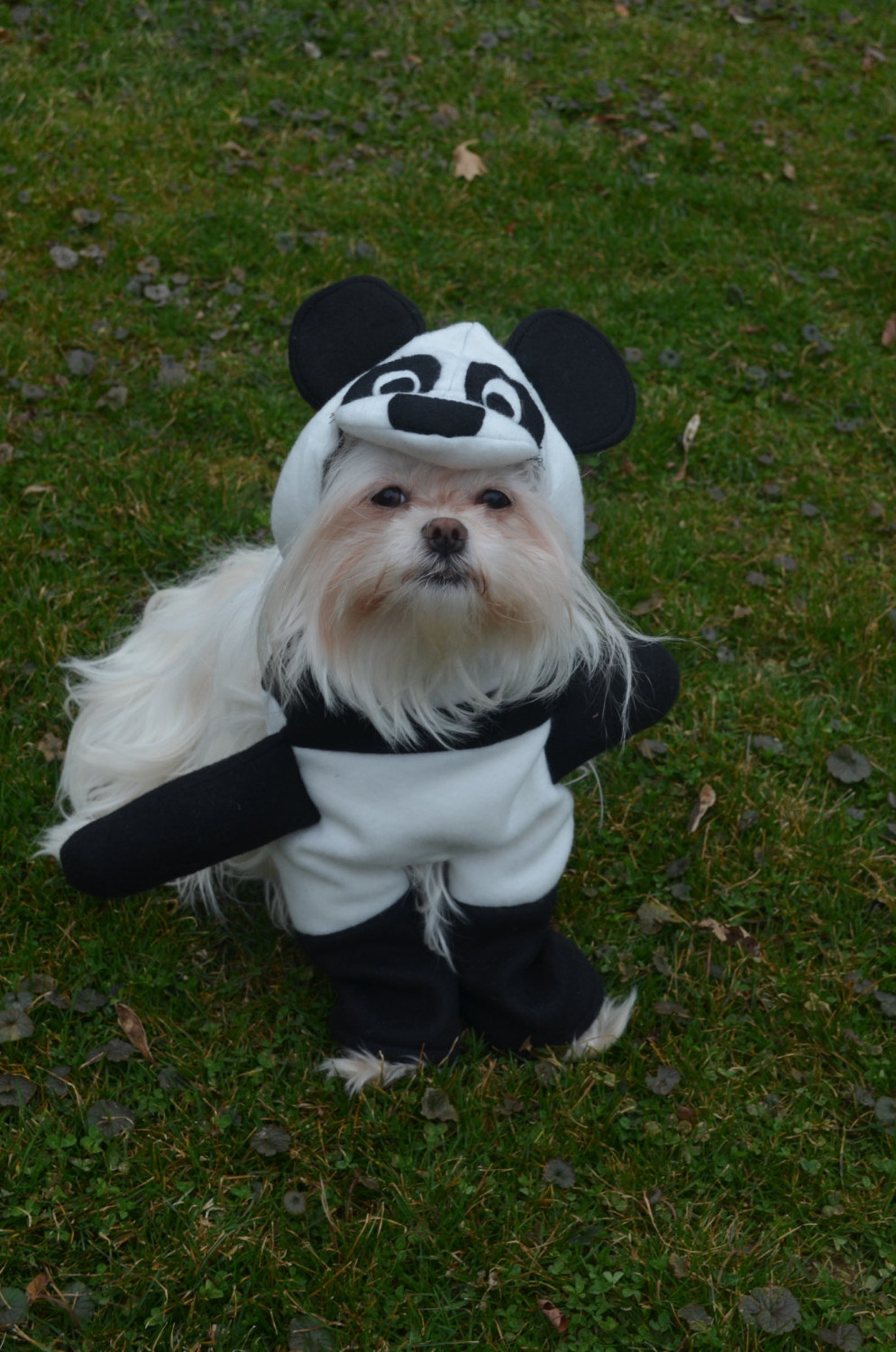 Adorable Panda Dog Costume for small breed dogs Etsy