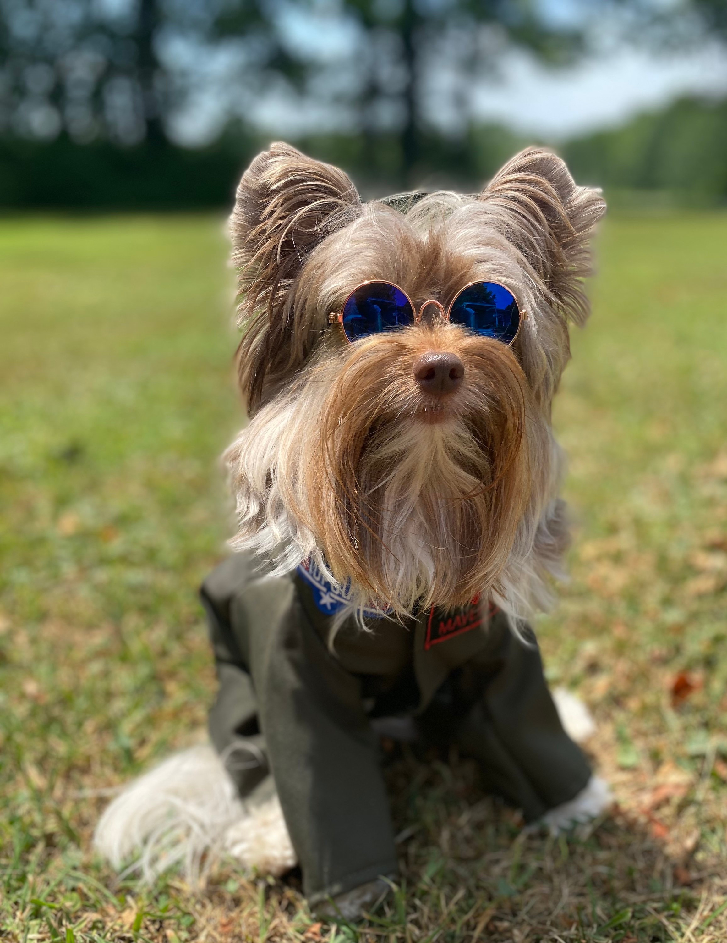 Dog flight suit costume discount