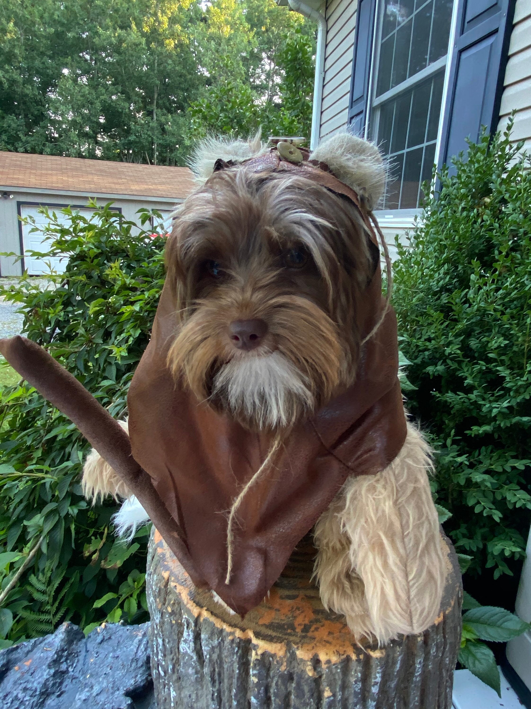 Ewok costume top for small dog