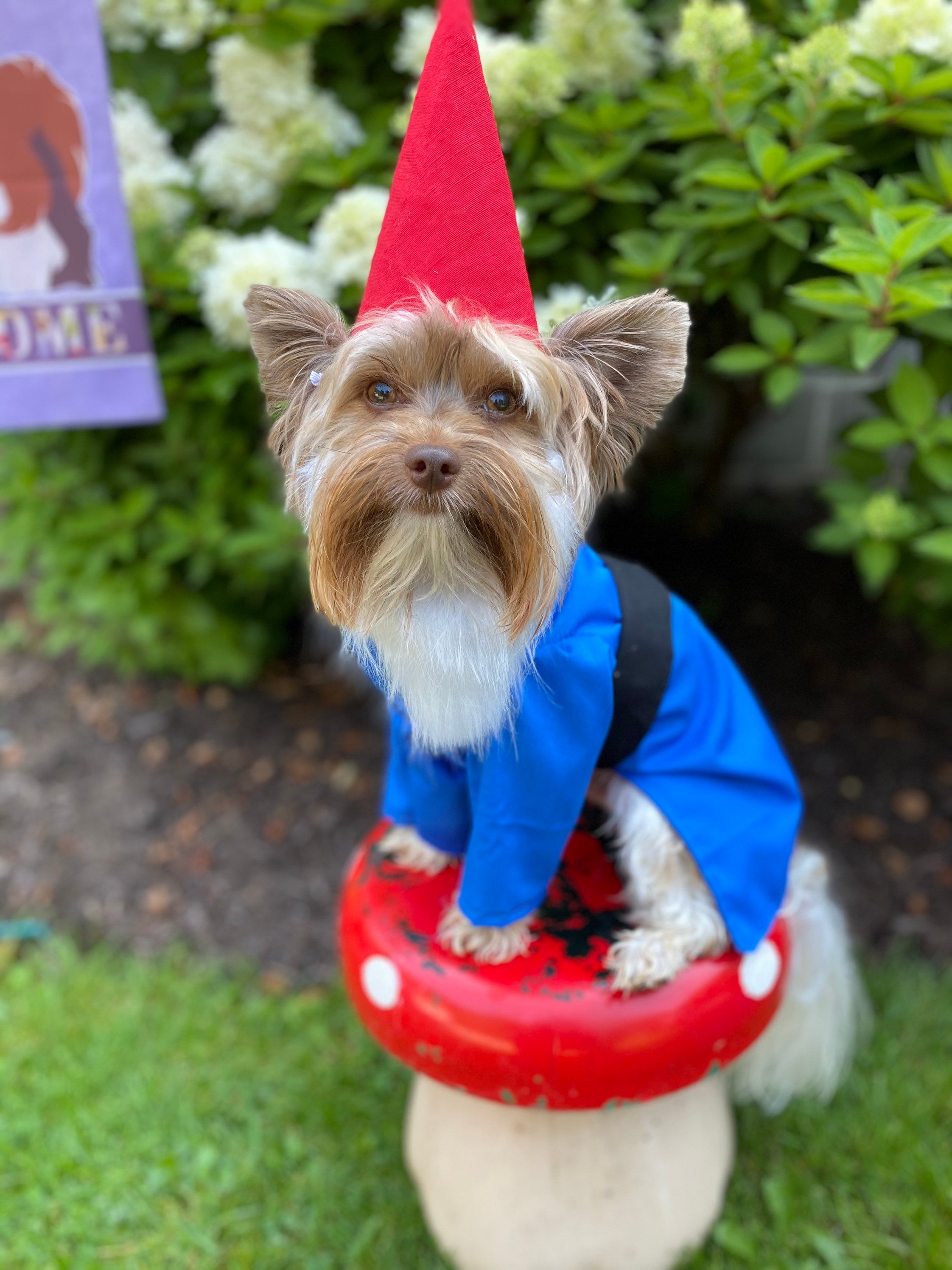 Custom Made/Order for garden Gnome Dog Halloween Costume for xsmall-medium  size dogs