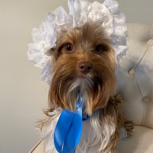 May include: A small dog with brown and white fur wearing a white lace bonnet. The bonnet features a ruffled lace trim and is secured under the chin with a bright blue satin ribbon that hangs down in two long, smooth, flat fabric streamers.