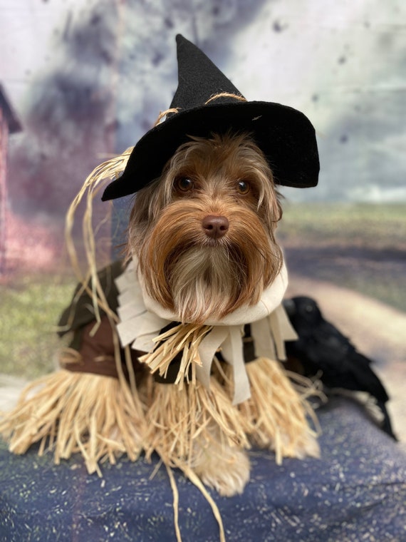 むー✨ 素敵なご縁に感謝ありがとう♬*　ハンドメイド　犬服　③ハロウィン 小型犬 中型犬 大型犬 ハロウィン🎃 - ハンドメイド犬服 ☆Simba