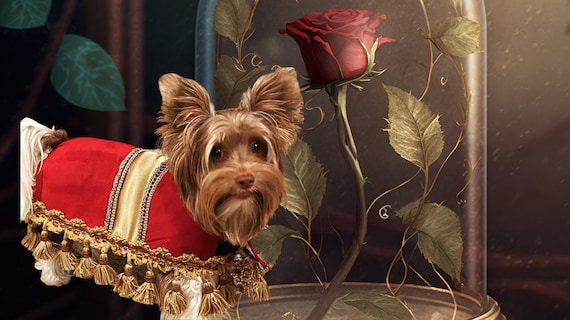Footstool Dog Costume for Small medium Breed Dogs to Large Dogs Etsy