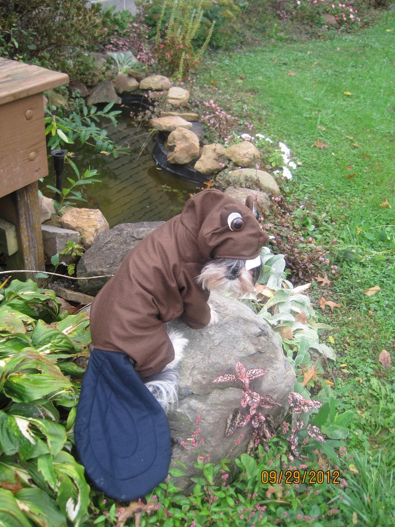 Custommade to order Beaver dog costume for your xsmall-medium size dog