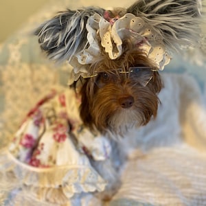 May include: A small brown dog wearing a white lacy bonnet with a gray feather trim and clear glasses. The dog is sitting on a light blue and white patterned blanket.