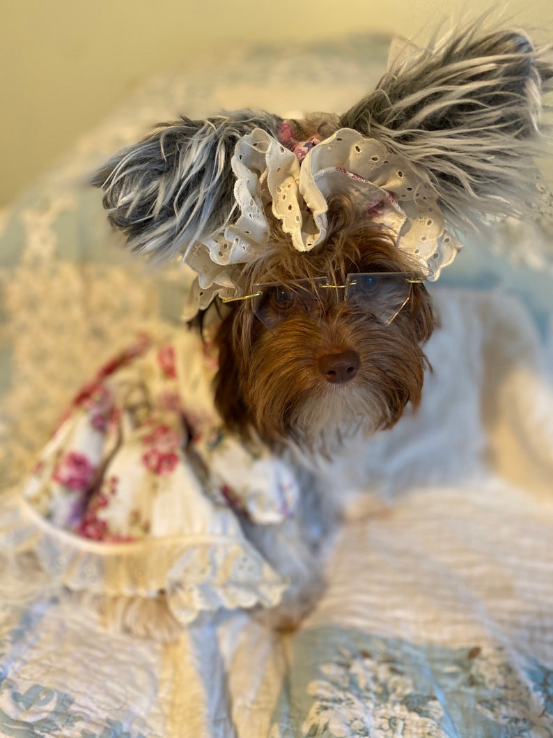 May include: A small brown dog wearing a white lacy bonnet with a gray feather trim and clear glasses. The dog is sitting on a light blue and white patterned blanket.