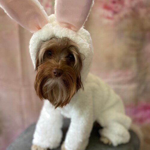 Custom Bunny Costume for Small Breed Dogs Etsy