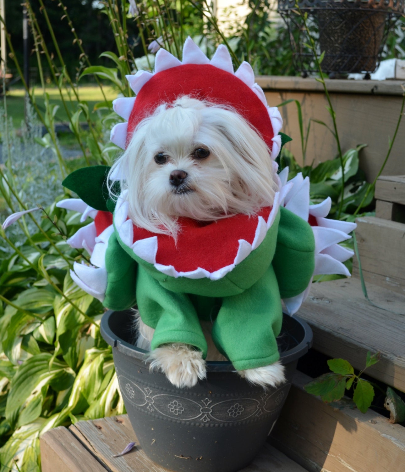 Custom made Venus Fly Trap Dog Costume for Small Breed Dogs under 15 lbs
