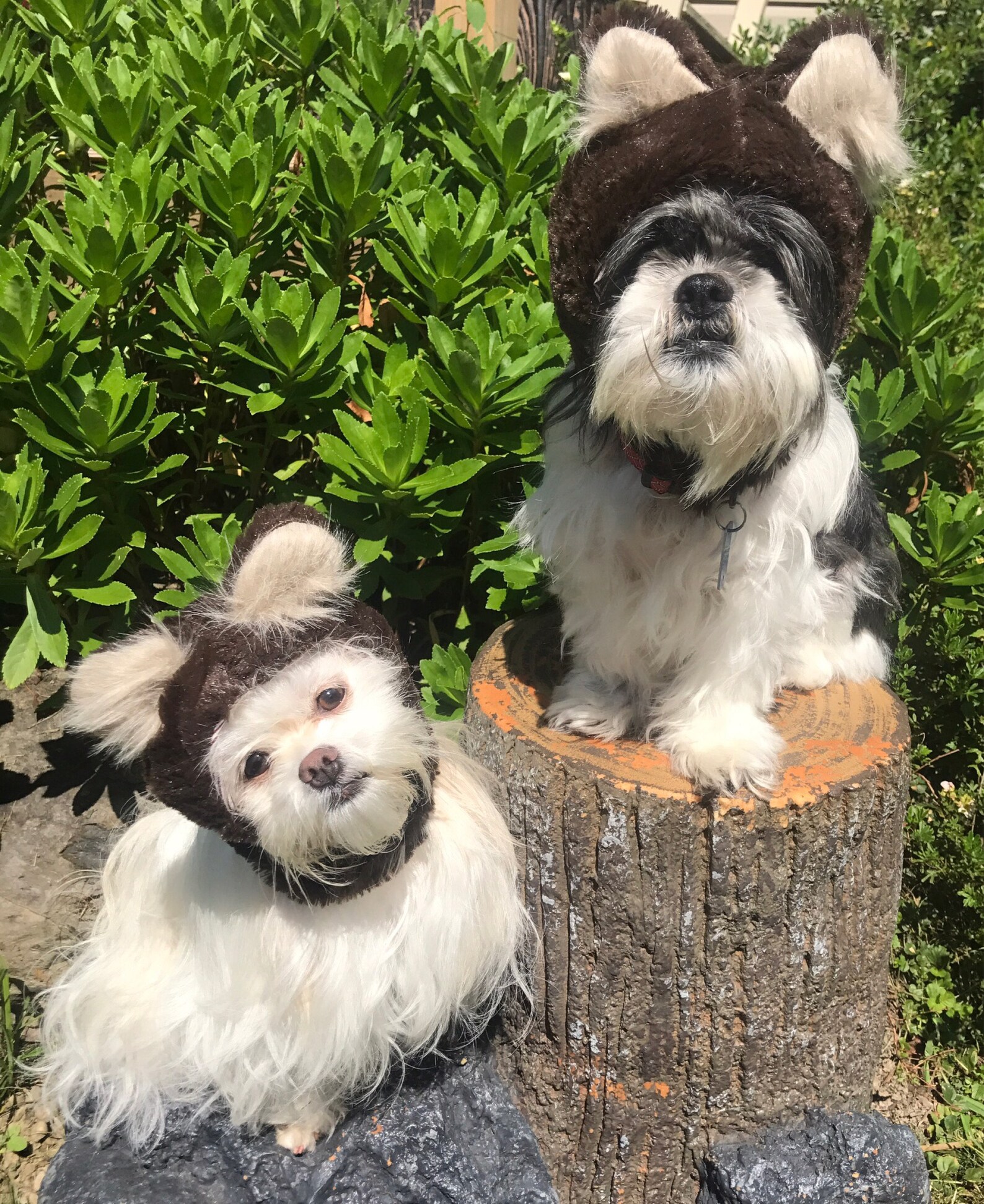 Brown Teddy Bear Dog Costume Hats/hoods in All Sizes Etsy