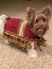Footstool dog costume for smaller breed dogs