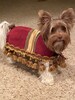 Footstool dog costume for smaller breed dogs 