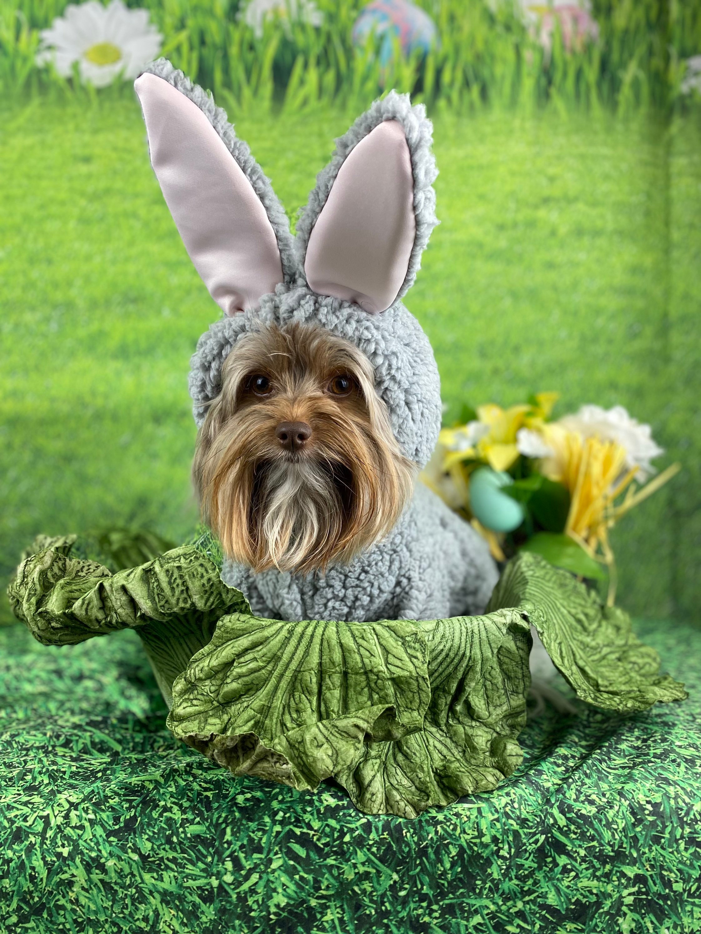 Easter bunny outfit for cheap dogs