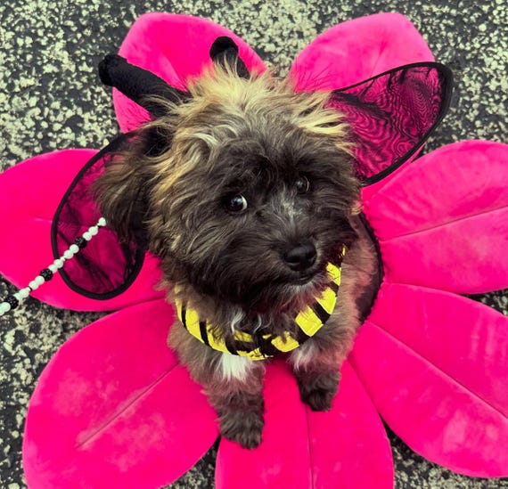 Honey Bee Dog Costume With Attached Wings and Separate Hood