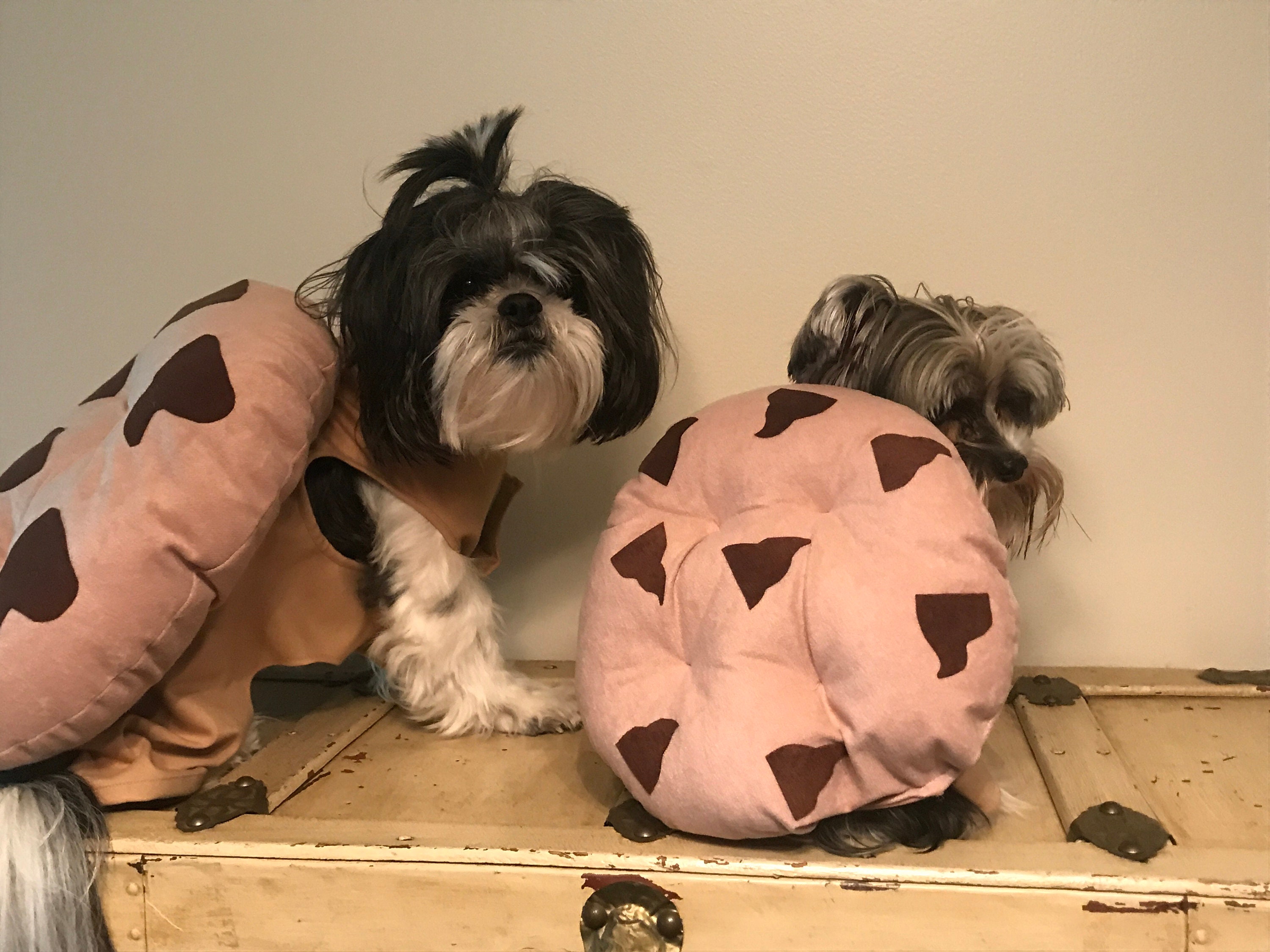 Cookie dog cheap