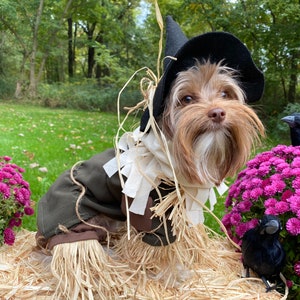 Custom Made Scarecrow Costume for Small Dogs - Etsy