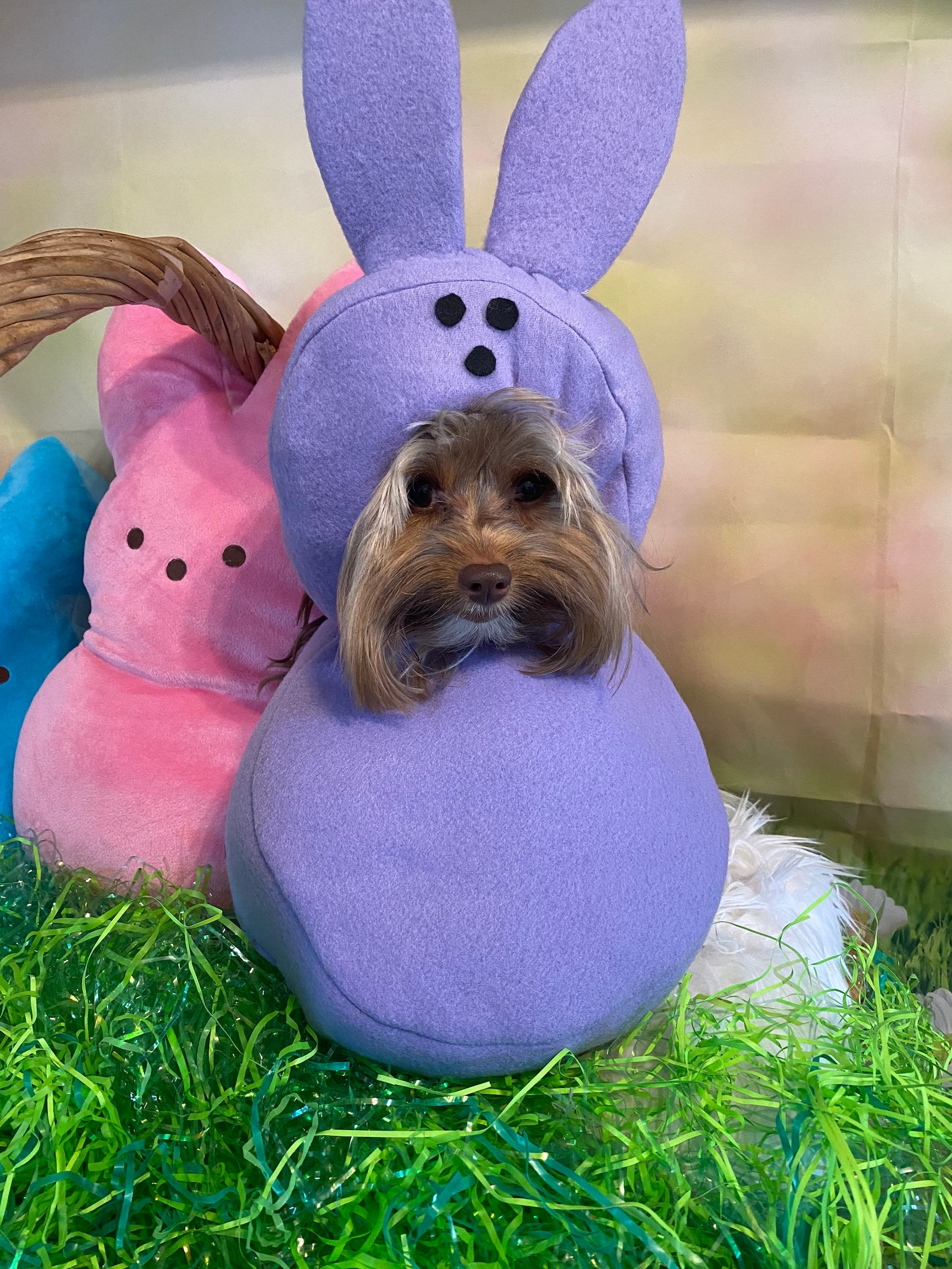 Custom Made Easter Candy Dog Costume for Your Small Pet/dog up to 20