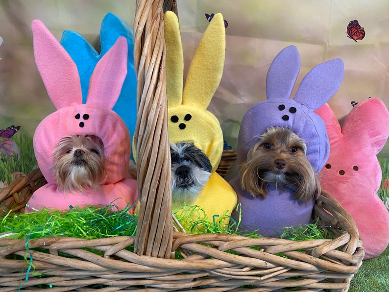 Custom Made Easter Candy dog costume for your small pet/dog up to 20 pounds image 6