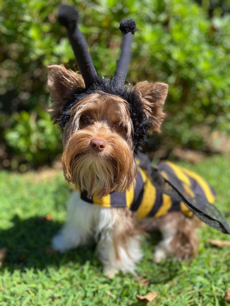 Honey Bee Dog Costume With Attached Wings and Separate Hood Etsy