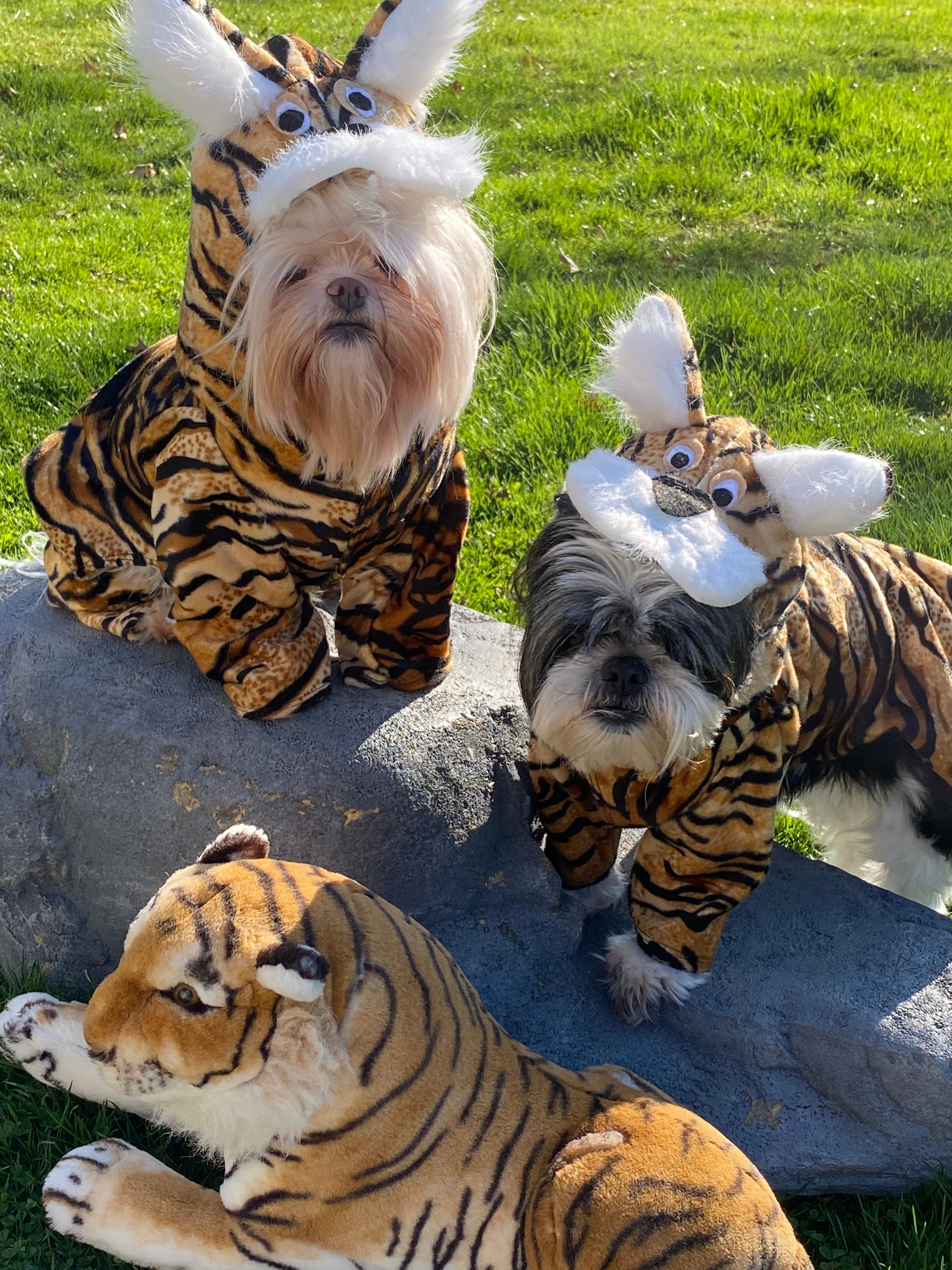Dog In Tiger Costume
 Tiger dog costume made to fit dogs up to 15 lbs