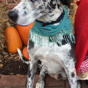 May include: A Great Dane dog wearing a floral bonnet, blue scarf, and round glasses. The dog is sitting on a brick patio with pumpkins in the background.