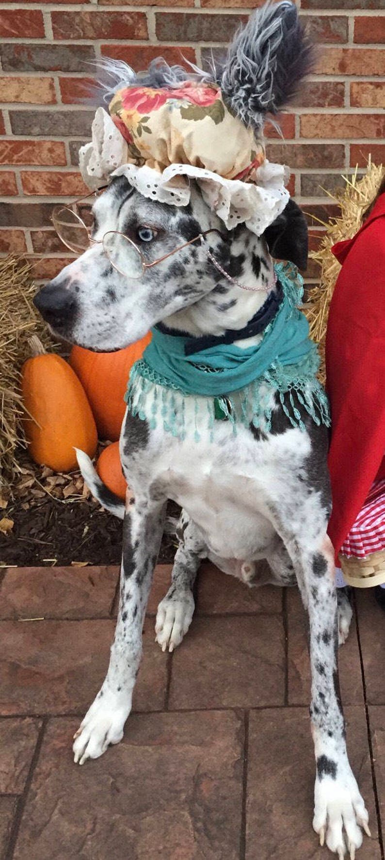 May include: A Great Dane dog wearing a floral bonnet, blue scarf, and round glasses. The dog is sitting on a brick patio with pumpkins in the background.