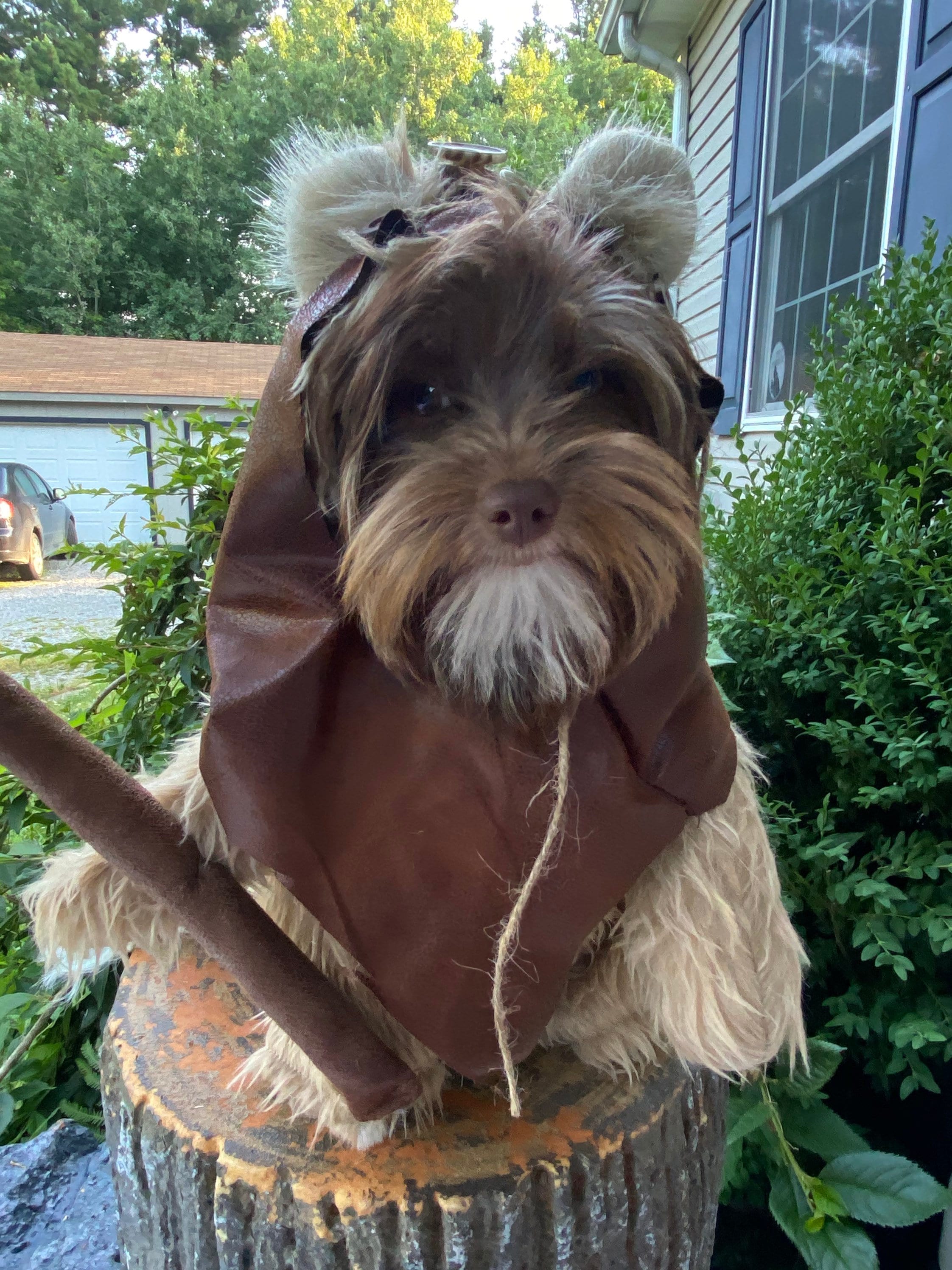 Furry Woodland Creature Light Tan/cream Colored Dog Halloween 