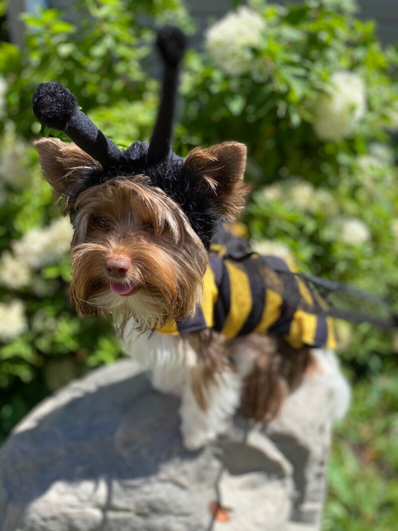 Honey Bee Dog Costume With Attached Wings and Separate Hood Etsy