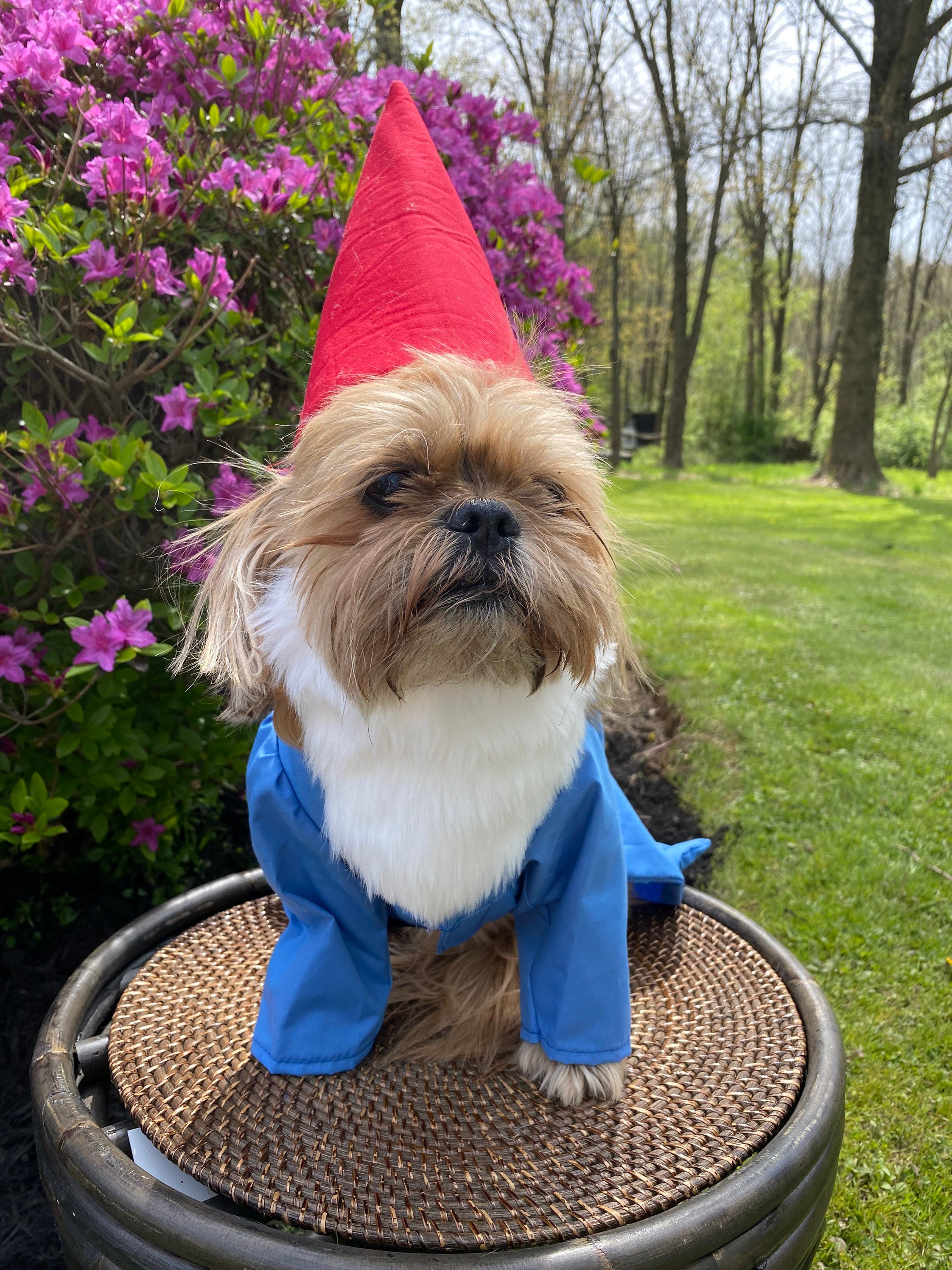 Custom dog costumes 2025
