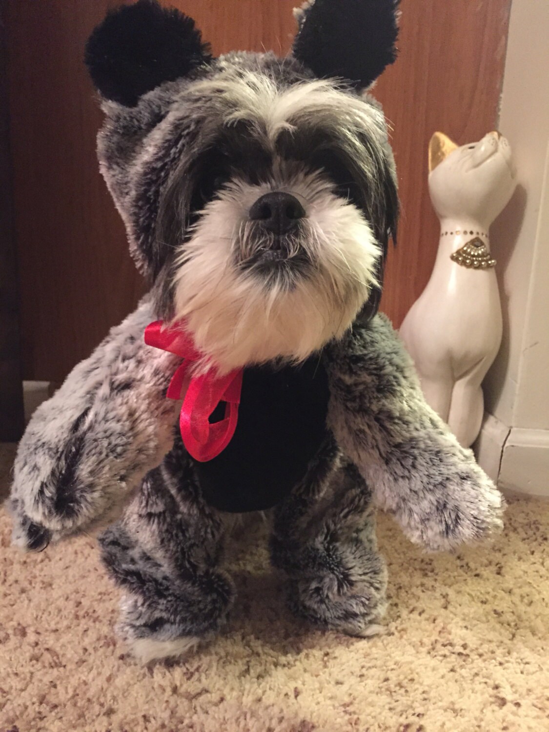 gray teddy bear dog