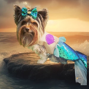 Kmart dog clothes nz 2025