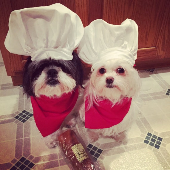 Chef Dog Costume Hat and red scarf Etsy