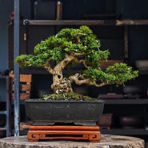 May include: A bonsai tree with a thick, textured, light-colored trunk and dense green foliage, featuring small white flowers. The tree is planted in a rectangular, dark gray ceramic pot, which rests on a decorative wooden stand.
