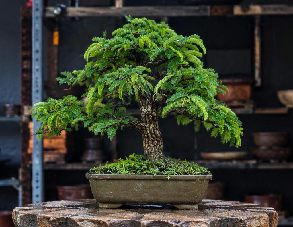 Moyogi bonsai - Etsy 日本