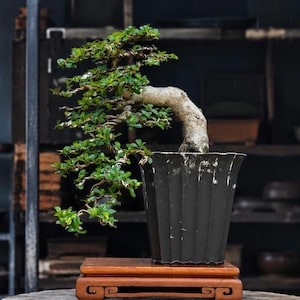 Può includere: Un bonsai con un tronco spesso di colore chiaro e fogliame verde a cascata, caratterizzato da sottili fili metallici lungo i rami. L'albero è piantato in un vaso quadrato nero, alto e scanalato, poggiato su un supporto in legno rettangolare.