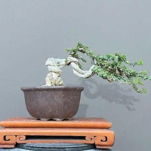 Può includere: Un bonsai con un tronco spesso, ritorto e di colore chiaro, con piccole foglie verdi, piantato in un vaso di ceramica rotondo marrone scuro. Il vaso poggia su un supporto rettangolare in legno color bruno-rossastro con intagli.