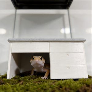 Könnte beinhalten: Ein Leopardgecko blickt unter einem kleinen weißen Schreibtisch mit grauem Oberteil hervor. Der Schreibtisch steht auf grünem Moos. Der Gecko hat einen hellbraunen Körper mit dunklen Flecken und einen weißen Bauch.