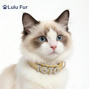 Puede incluir: Un gato Ragdoll con ojos azules que lleva un collar dorado con el nombre "TOTO" escrito con letras brillantes. El gato tiene un pelaje blanco y marrón claro. El logotipo de Lulu Fur está en la esquina superior izquierda.