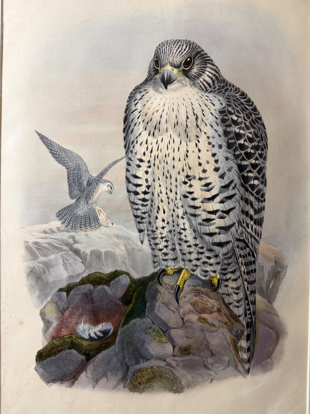 Falcon Colored John Gould