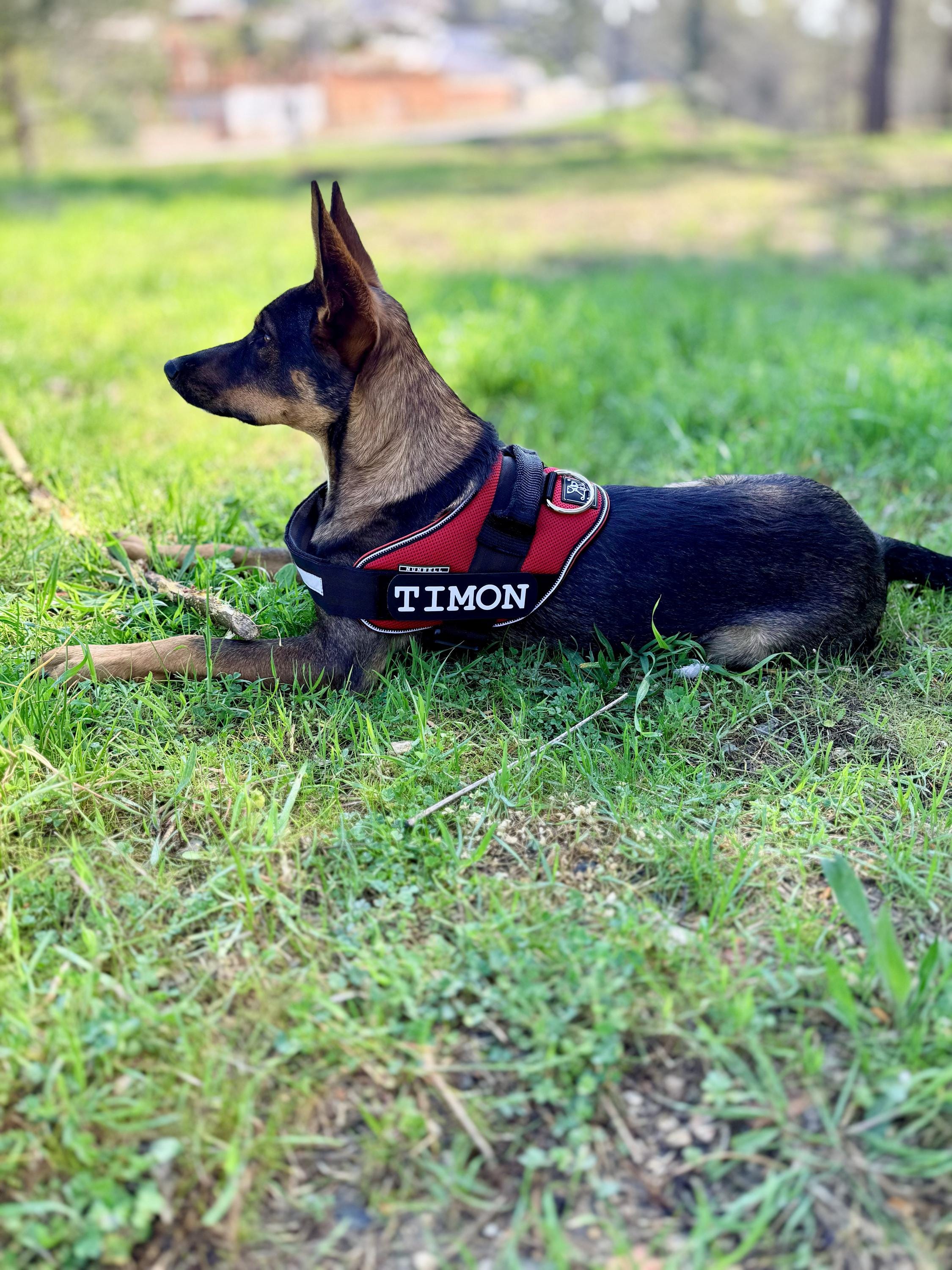 Julius k9 - Etsy.de