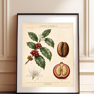 Può includere: Una stampa botanica incorniciata intitolata COFFEA ARABICA e COFFEE. L'illustrazione mostra un ramo di pianta di caffè con foglie verdi, fiori bianchi e bacche rosse, un singolo fiore bianco, un chicco di caffè marrone e una sezione di frutto rosso.
