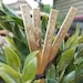 see more listings in the Garden Herb Markers section