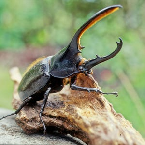 May include: A close-up of a large, black beetle with prominent horns, perched on a piece of weathered wood. The beetle has a shiny, dark body and long, curved horns with a yellow-orange tip. The background is a blurred green.