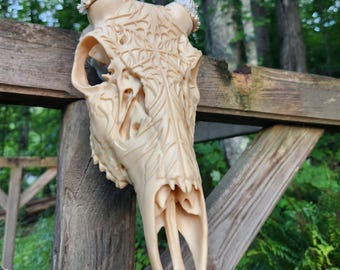 Whitetail Deer European Mount | DIY Antler Mount Kit | Tribute Display