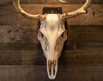 Montaje europeo de venado cola blanca / Kit de montaje de astas para armar / Exhibición sureña