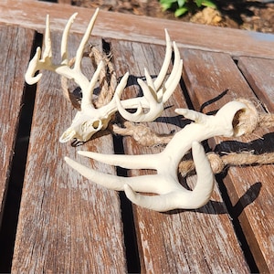 May include: Two off-white deer antlers and a skull with attached rope on a wooden surface. The antlers have multiple points and are arranged in a natural, rustic style. The rope adds a textural contrast.