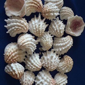 May include: A collection of white and tan sea shells with textured, spiky surfaces and ridged patterns. Some shells are closed with intricate, pointed protrusions, while others are open, revealing smooth, pale pink or white interiors.