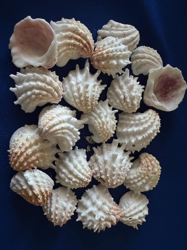 May include: A collection of white and tan sea shells with textured, spiky surfaces and ridged patterns. Some shells are closed with intricate, pointed protrusions, while others are open, revealing smooth, pale pink or white interiors.
