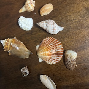 Könnte beinhalten: Eine Sammlung verschiedener Muscheln in Weiß-, Beige- und Orangetönen, angeordnet auf einer dunklen Holzoberfläche. Die Auswahl umfasst Schneckenhäuser, Jakobsmuscheln und andere einzigartige Formen, die natürliche Texturen und Muster zeigen.
